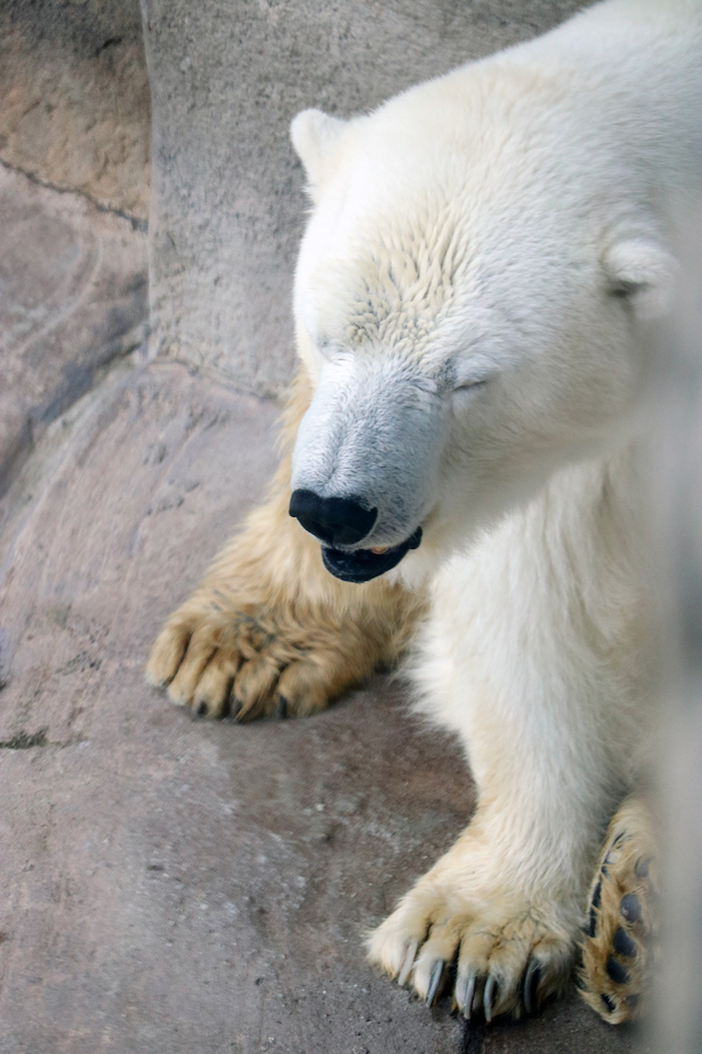 白熊 爪 熊爪（vol.1] クマの仲間で最大の「ホッキョクグマ