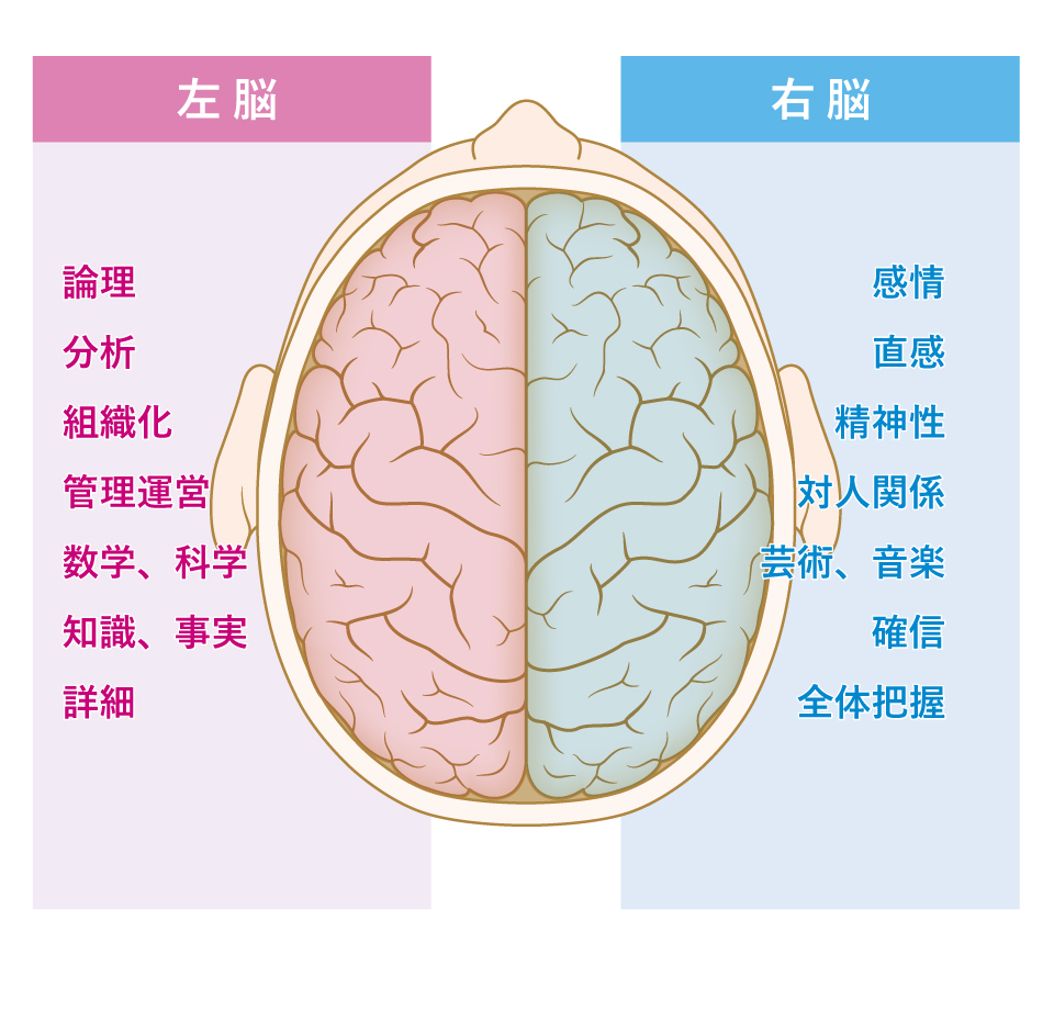 左脳が右脳より優れているのは本当か？（三上 章允） - 2ページ