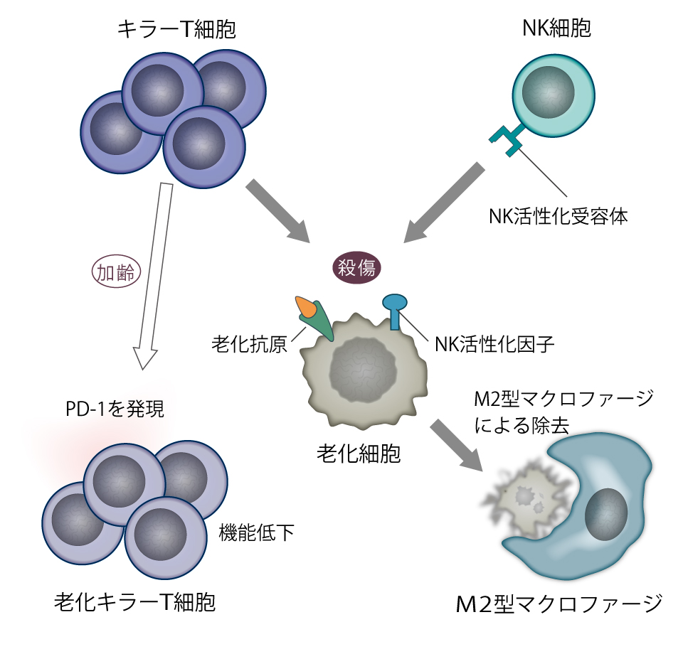 驚愕の事実「傷つけてばかりいる」と老化する