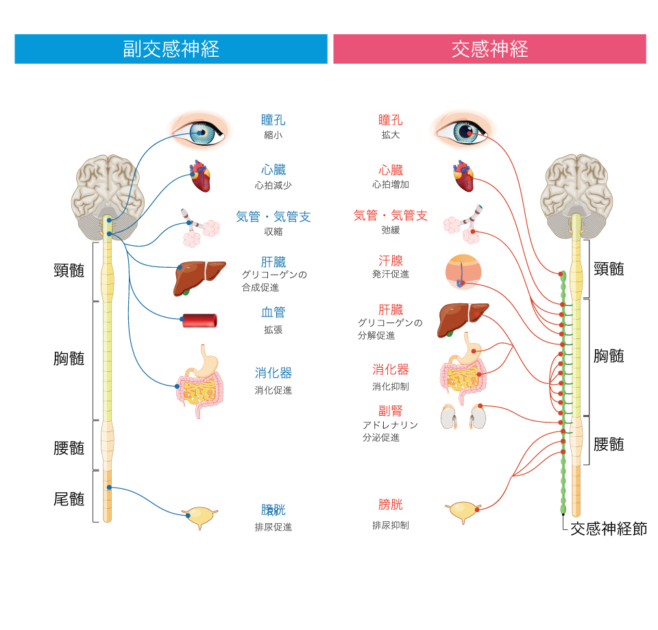 自律神経系統図　人体神経系統図　おまけ付き J8026PL-800.jpg
