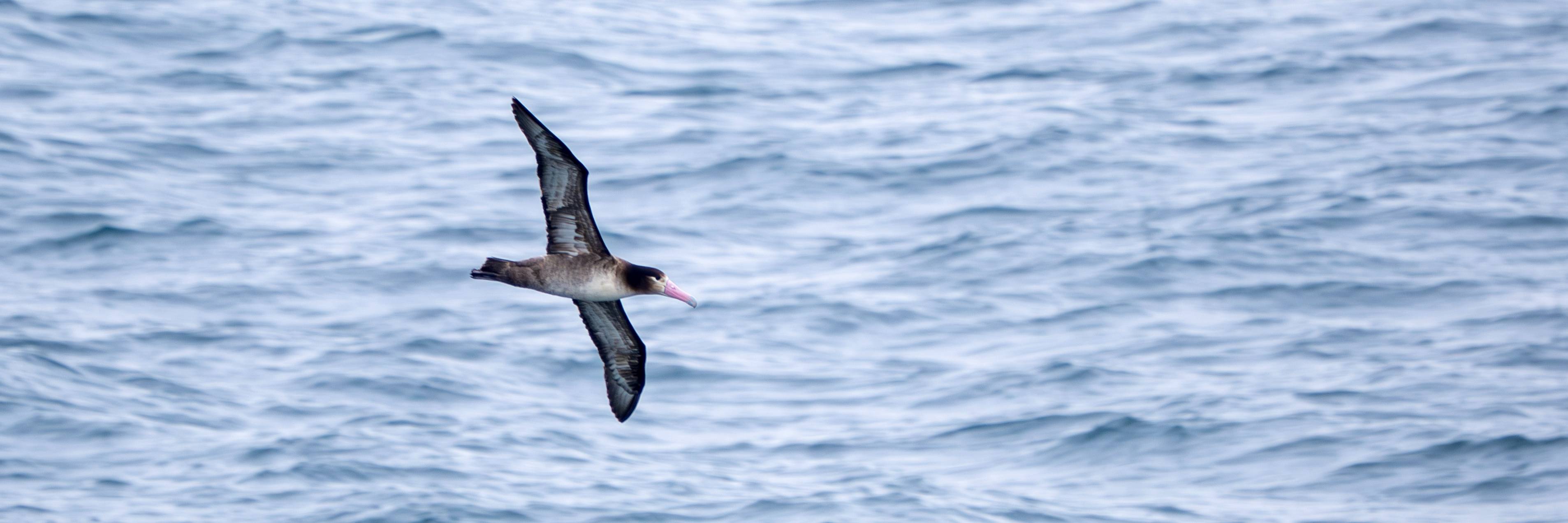 36時間航路バードウォッチングの感動体験！巨大アホウドリにカマイルカ、キタオットセイ、ザトウクジラまで次々出現した奇跡の瞬間（柴田 佳秀） -  4ページ目 | 現代ビジネス | 講談社