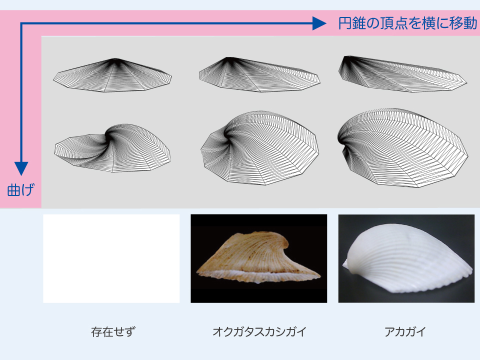 すべての貝の形は、同じ「法則」で作られているのをご存知か