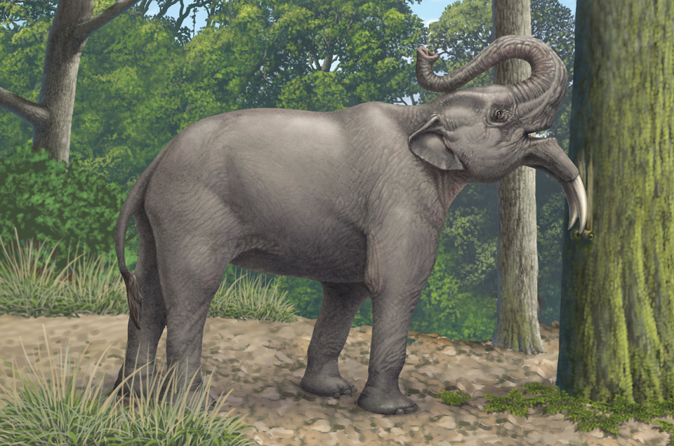 デイノテリウムの歯　ゾウ　哺乳類　化石　新生代　ドイツ デイノテリウム - Wikipedia