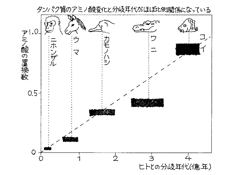 進化学の金字塔「進化論」 DNA時代の矛盾を解消する説とは（斎藤