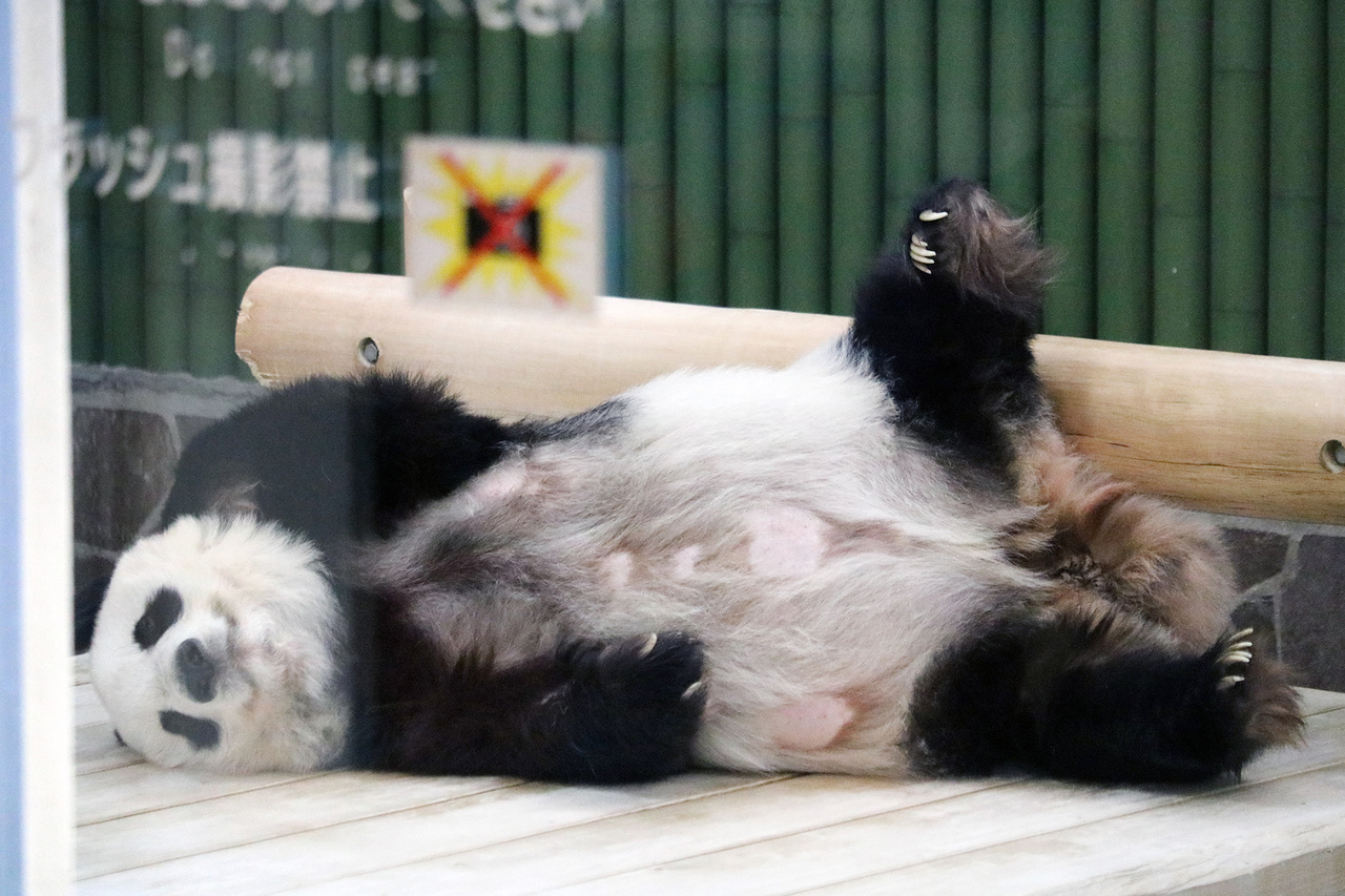 本物のパンダとの触れ合い 究極の贈り物 愛する人への深い思いやり_1 写真】「悲しい記憶ではなく楽しかった思い出として」動物園の