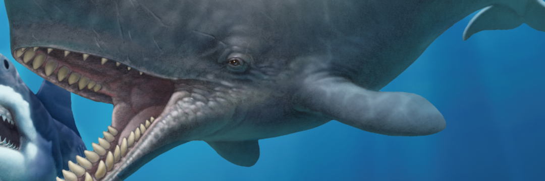 マッコウクジラの歯 （⑩ マッコウクジラ 抹香鯨 歯 鯨歯 クジラ