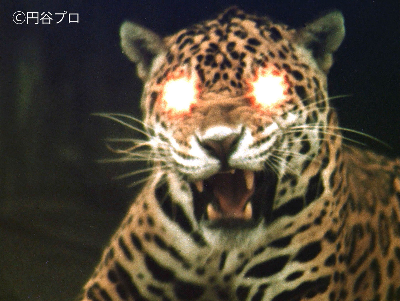怪奇大作戦 ジャガーの眼は赤いの巻セイカテレビノート超希少品組み立て式トータス号 円谷プロ』の“底力”はやっぱり凄かった…21世紀を予見した