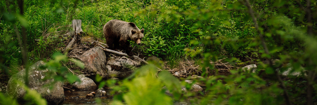 野生のヒグマの爪（大） 野生のヒグマの爪（大）9個 - その他