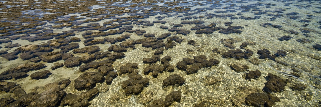 ⭐旧石器・化石⭐ 3億5000万年前の木の葉っぱ、デカすぎです | ギズモード・ジャパン